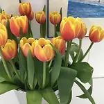 Egmond Aan Zee Vakantiehuisje * Egmond aan Zee