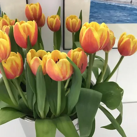Egmond Aan Zee Vakantiehuisje * Egmond aan Zee