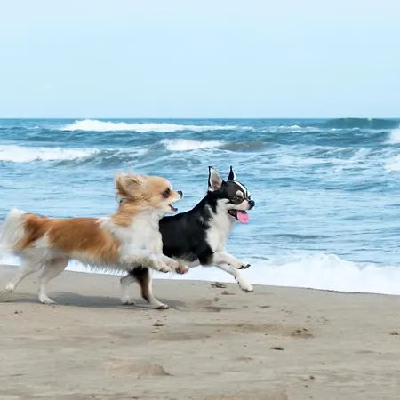 Egmond Aan Zee Vakantiehuisje Egmond aan Zee