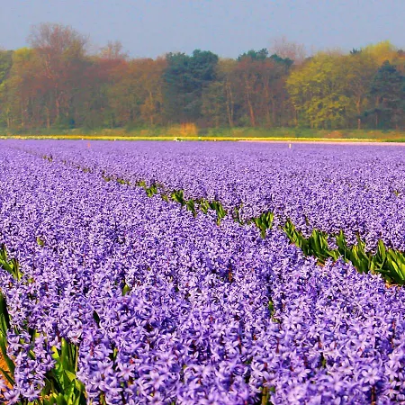 Egmond Aan Zee Vakantiehuisje Dom wakacyjny *