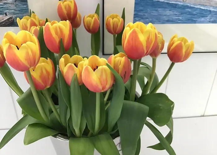 Egmond Aan Zee Vakantiehuisje * אגמונד אן זי