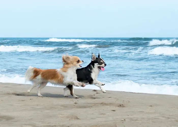 Egmond Aan Zee Vakantiehuisje אגמונד אן זי