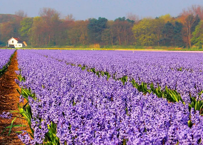 Egmond Aan Zee Vakantiehuisje בית נופש *